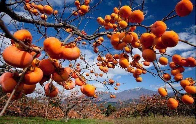 空气能热泵——柿饼烘干工艺